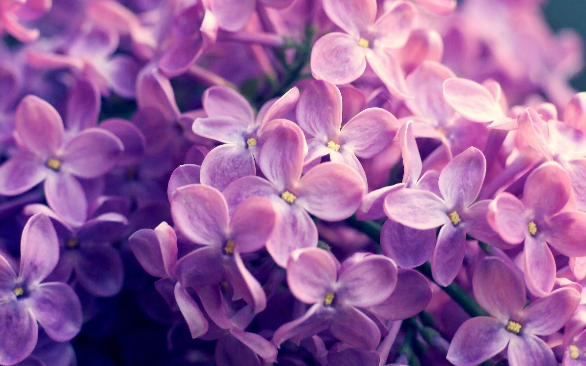 绝境火种,西亚卡姆奥运前夜率热火压哨焚鹿