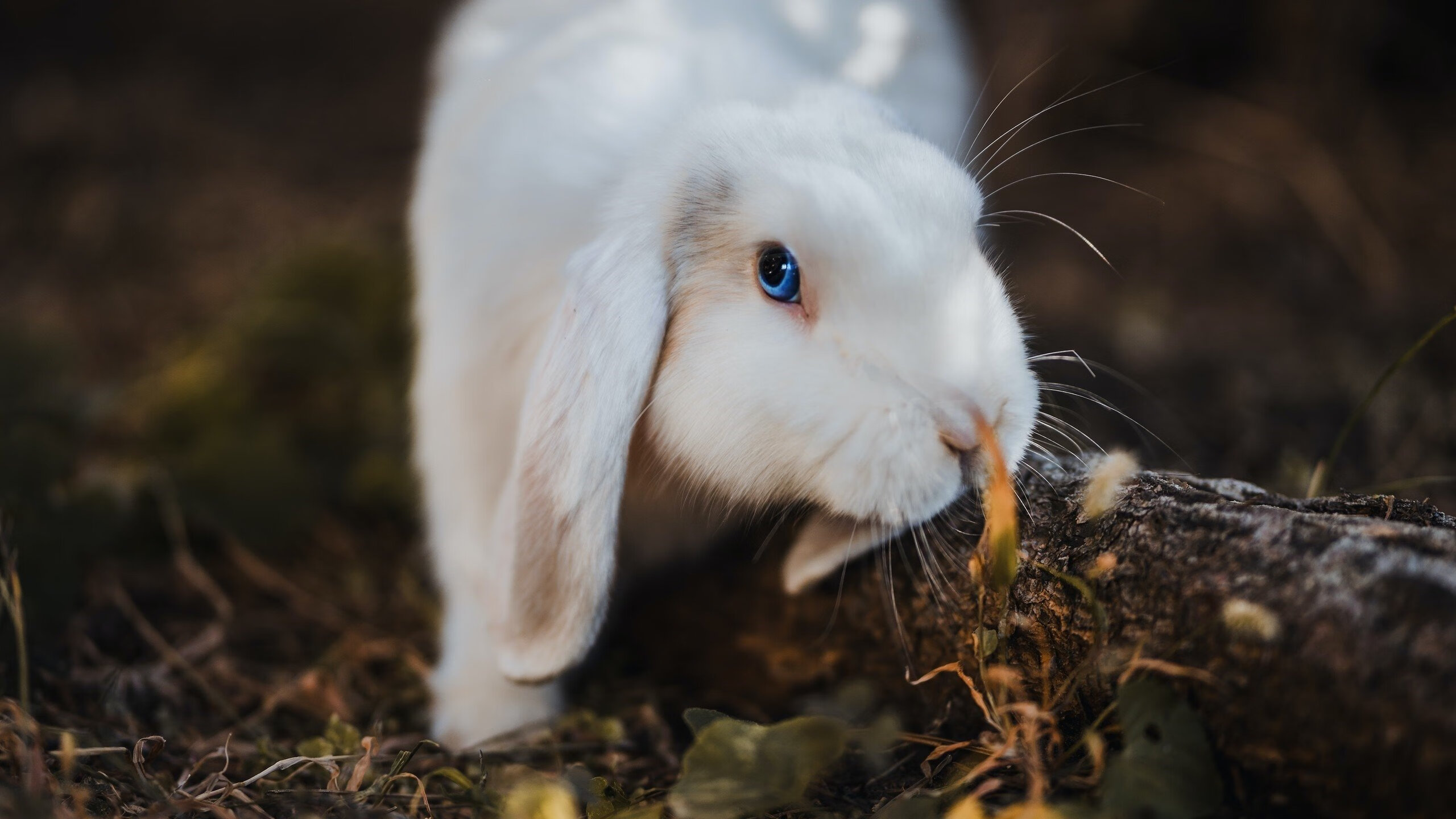 王权更迭之夜，霍勒迪在排名风暴中接管比赛，雷霆王朝的黄昏钟声