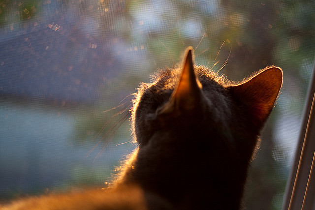 哈兰德个人能力完全展现,那不勒斯斩落佛罗伦萨,足球之夜的璀璨双星