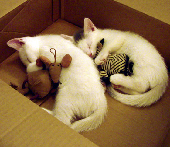 南非猎豹突袭里昂,法比尼奥的关键先生时刻