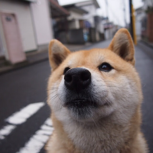 东方巨龙与西方魔法师,当东契奇点亮星空,辽宁铸就长城