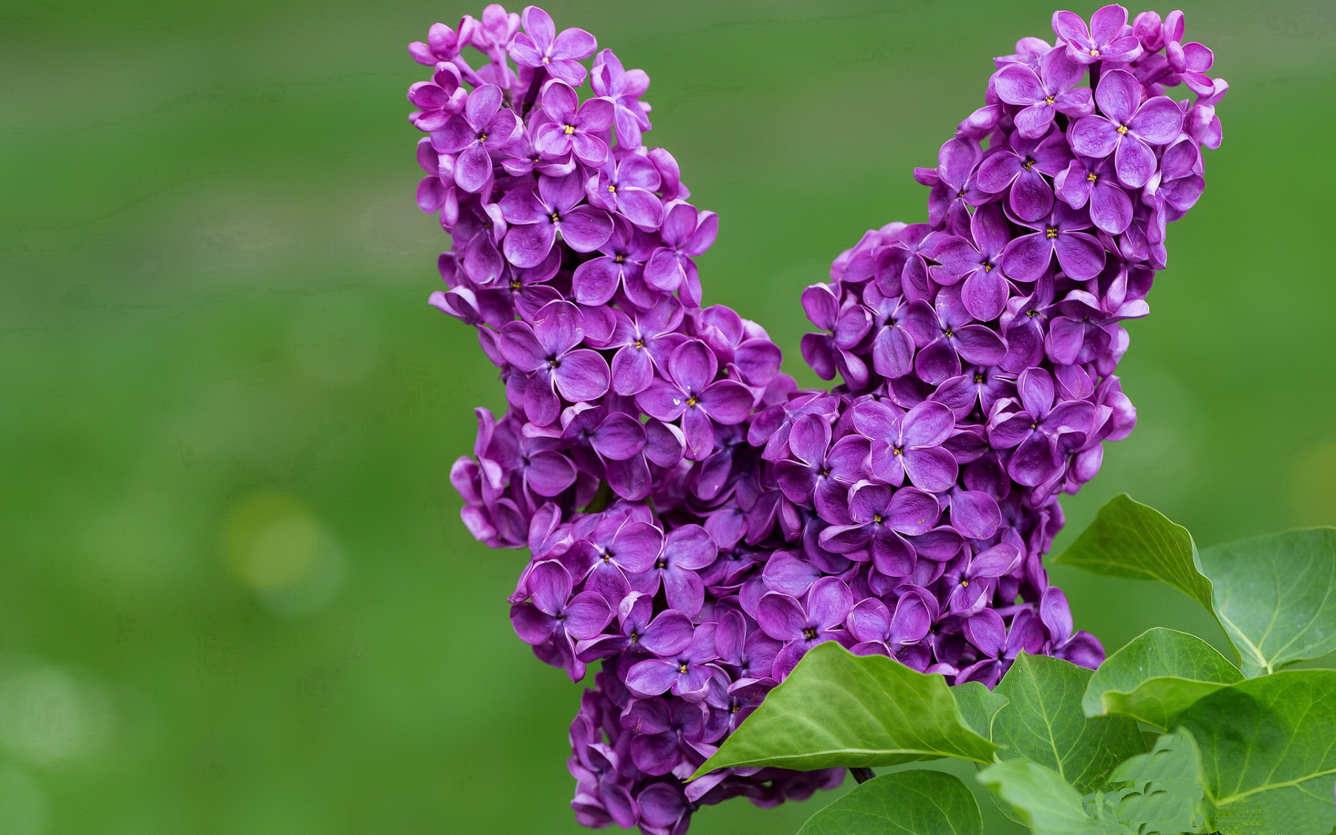 开拓者压制骑士,哈利伯顿成为关键先生