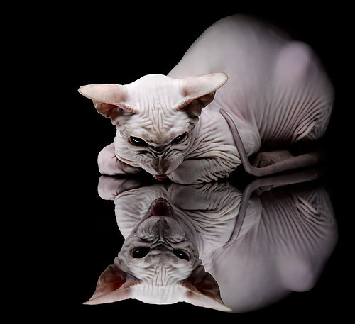 钢铁长城!美加墨决赛夜的无声战歌,富安健洋全场最佳无争议