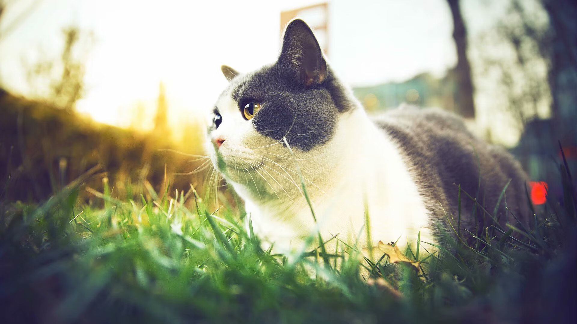 文明之战,巴黎之夜的全球博弈