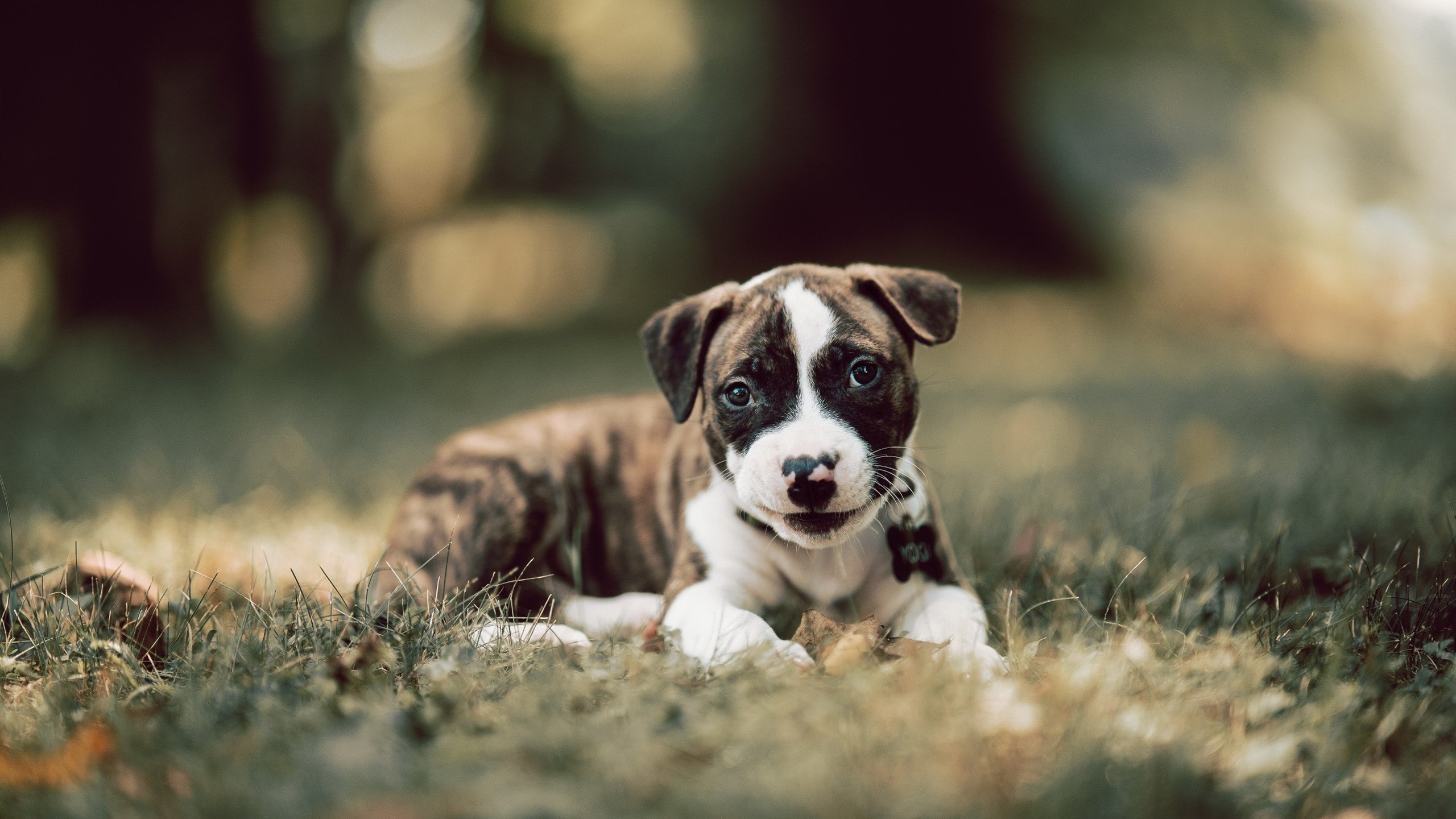 命运的双重变奏,当利拉德在深渊边缘爆发,太阳斩落联盟第一
