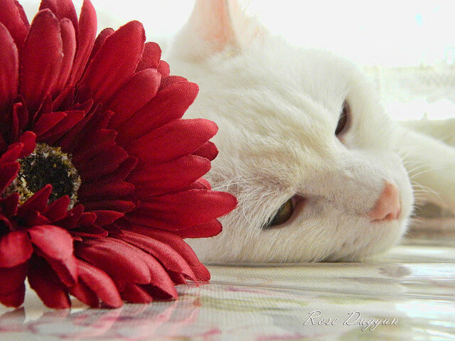 山西队坚韧防守终结老鹰连胜,哈利伯顿关键时刻主宰比赛