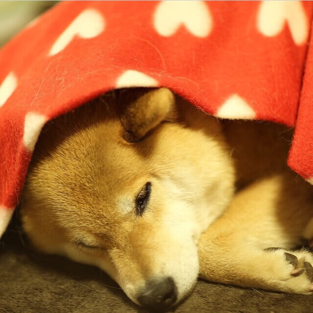 北境荣光，当基耶萨点燃战场，波兰如何用铁血与智慧击溃瑞典