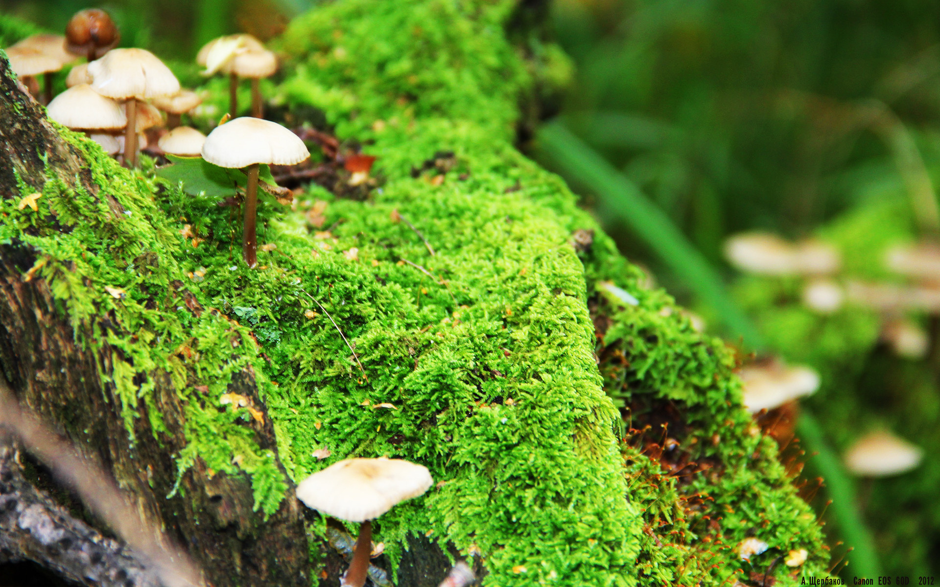 双线辉煌,深圳队力克开拓者夺魁,拉文季后赛接管比赛展王者风范