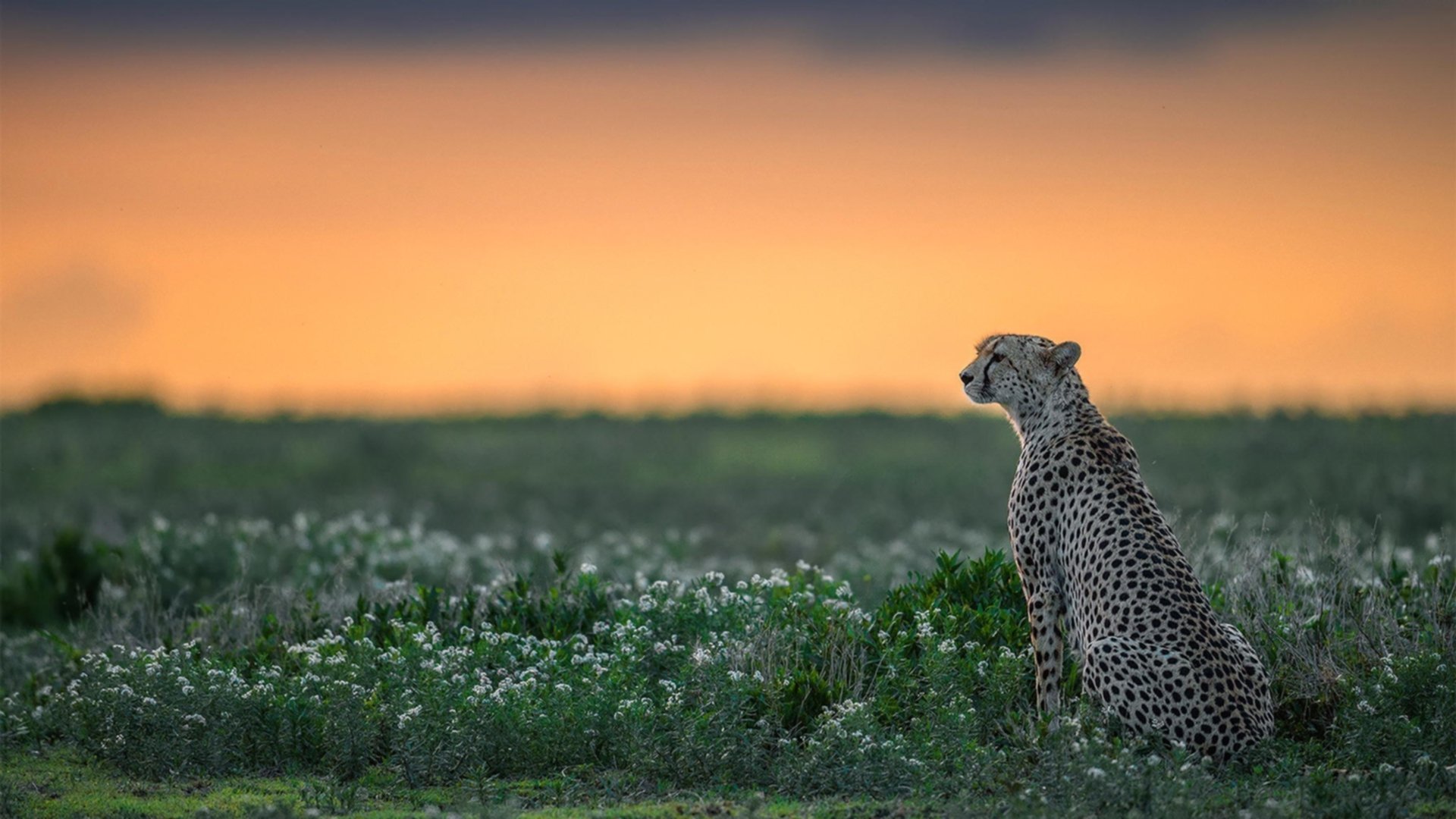 足球之夜的双重震撼,洪都拉斯强行终结澳大利亚,门迪在意甲焦点战接管比赛