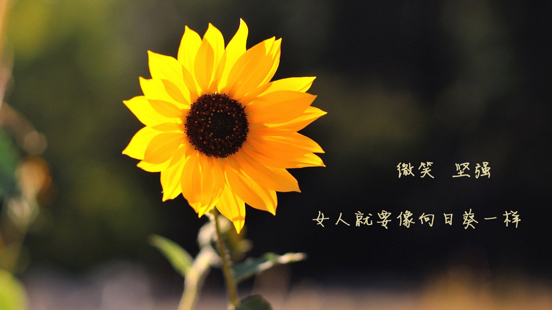 青春风暴席卷欧陆，加维爆发助多特蒙德决胜局客场带走比利时